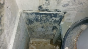 Mold Remediation in Maryland