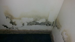 Mold Remediation and Inspection in Anne Arundel County, MD