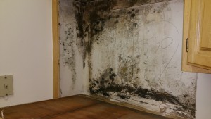Mold Cleanup in Anne Arundel County, MD