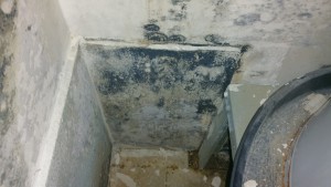 Mold Remediation in Maryland